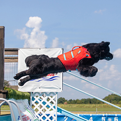 newfoundland dog dock diving