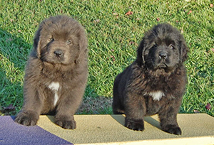 Newfoundland puppies