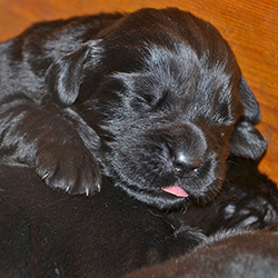 newborn newfoundland puppy