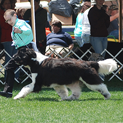 newfoundland dog conformation