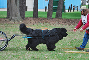 Newfoundland Draft Dog