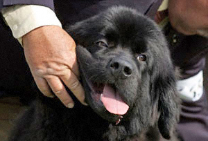 newfoundland dog