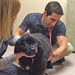 cardiologist listenting to a newfoundland puppy heart