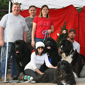 NCA Newfoundland Dogs at a Christmas Tree Pull