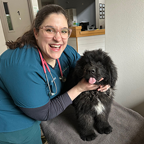 NCA Newfoundland Dogs receiving veterinary care