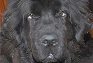 newfoundland dog